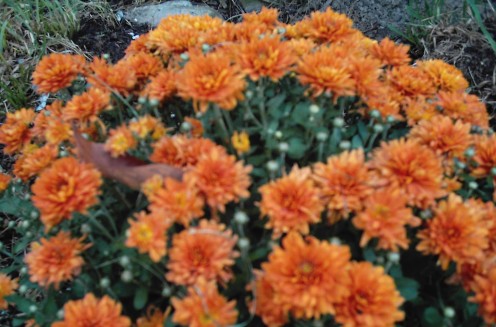 Orange chrysanthemums brighten many Ohio yards and garden in the autumn.