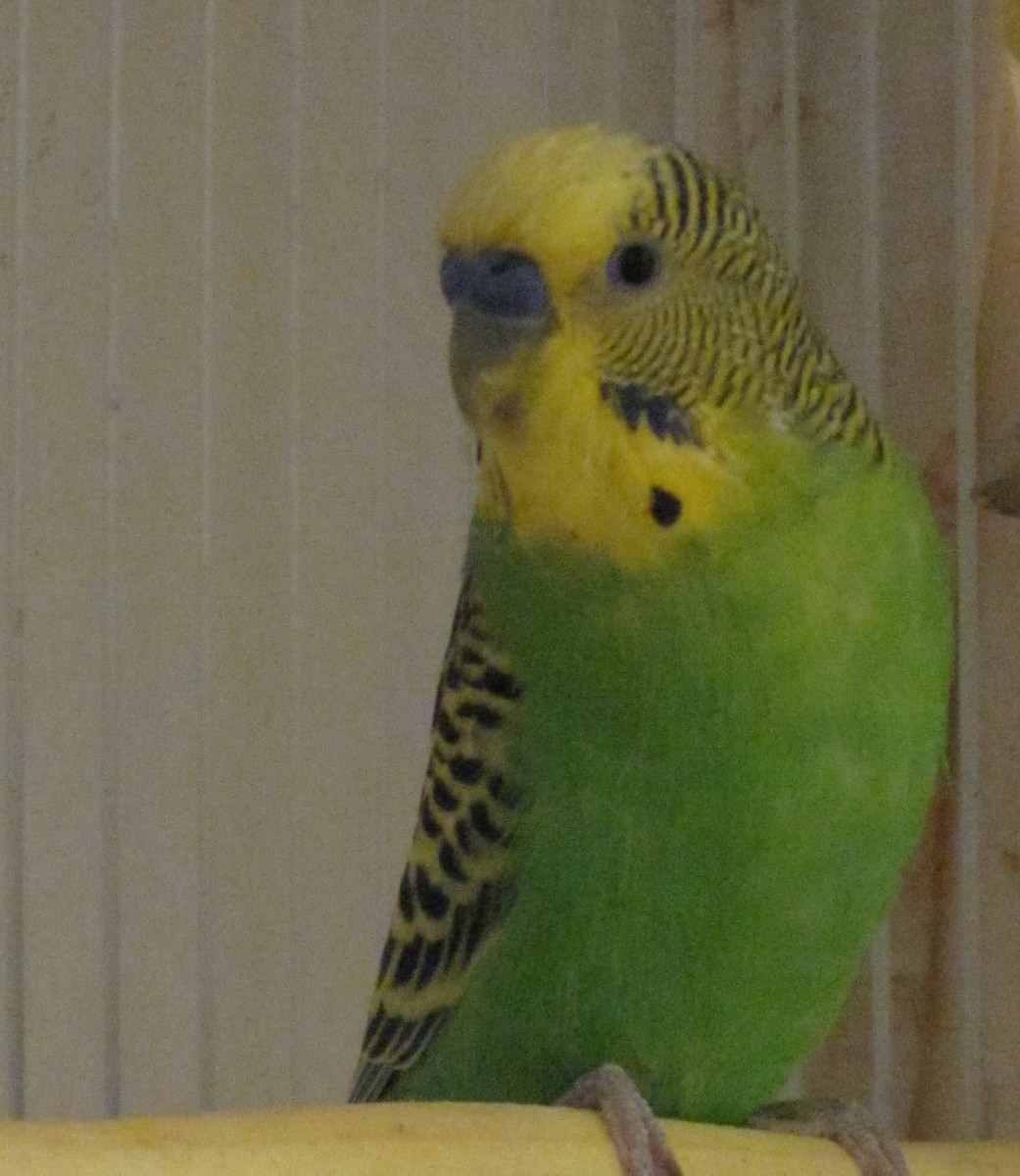 Tips for Caring for Your First Pet Budgie (Parakeet ...