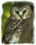 How to Capture a Saw-Whet Owl in a Children's Book)