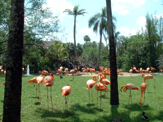 Flamingos at Bausch Gardens