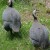 Pearl gray guinea fowl 