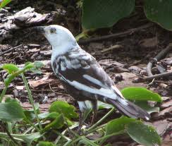Partially leucistic Common Grackle