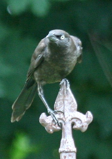 Common Grackle (female) Photo: M. Crosby