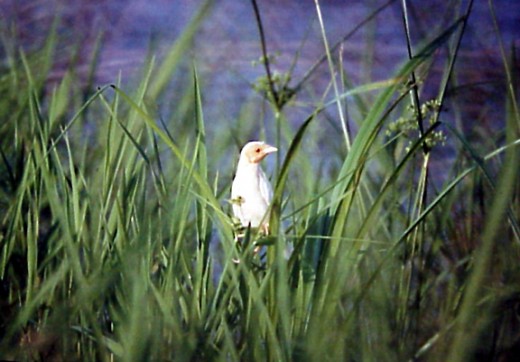 Albino Common Grackle