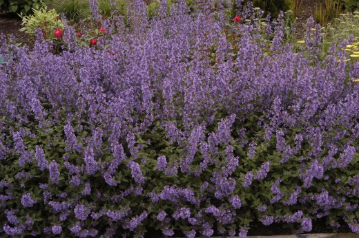 Nepeta racemosa 'Walkers Low' (Catmint), 2007 Perennial Plant of the Year