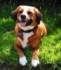 Why Do Dogs Dig? How to Stop a Dog from Digging