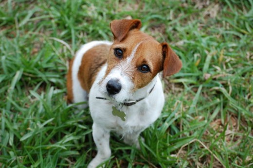 dog digging pic