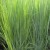 Panicum virgatum (Switchgrass) 'Northwind' was among the 4 plants considered for the prestigious award.
