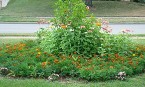 A Quick fix for a bare spot is a annual garden started from seed.