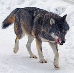 Gray Wolf holding his head in a normal position. This file is licensed under the Creative Commons Attribution-Share Alike 2.0 Generic license.