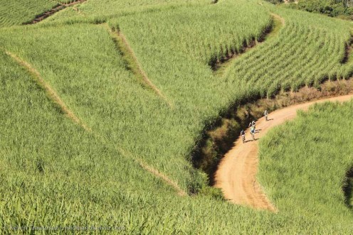 The sea of green of the cane fields of KZN. The sea of green of the cane fields of KZN.