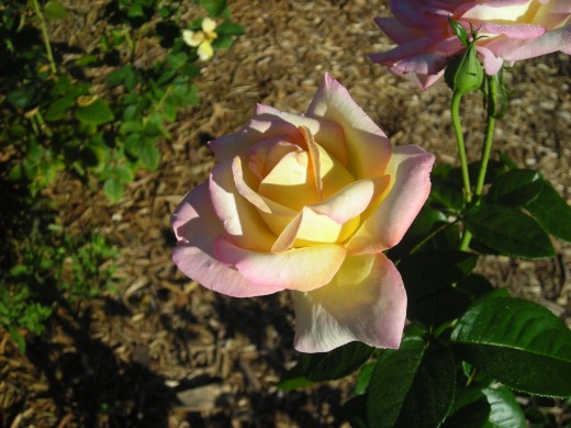A Timeless Classic: Peace Rose. A Timeless Classic: Peace Rose.