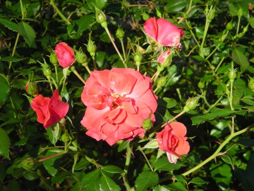 A Cluster of Blooms On One Of Our Shrub Roses. A Cluster of Blooms On One Of Our Shrub Roses.