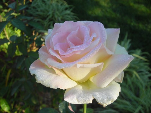 Garden Party In The Dew: My Wife's Favorite! Garden Party In The Dew: My Wife's Favorite!