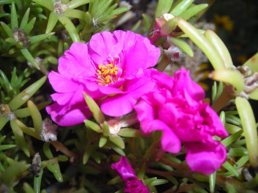A Soft Pink Portaluca: Annuals That Come Back Every Year! A Soft Pink Portaluca: Annuals That Come Back Every Year!