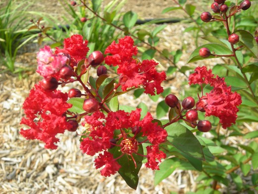 Early Crepe Myrtle Blooms. Early Crepe Myrtle Blooms.