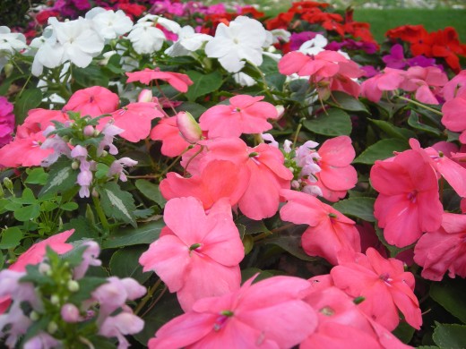An Impatiens Sea. An Impatiens Sea.