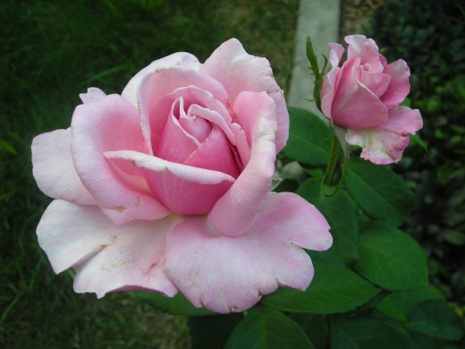 Memorial Day: Hybrid Tea Rose. Memorial Day: Hybrid Tea Rose.
