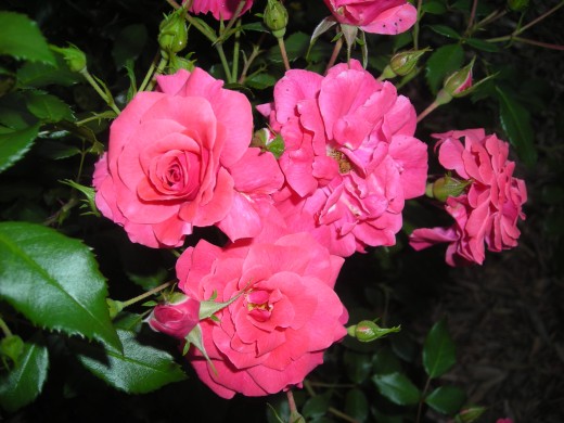 Another One Of Our Shrub Rose Bloom Clusters. These Are Awesome All Season. Another One Of Our Shrub Rose Bloom Clusters. These Are Awesome All Season.