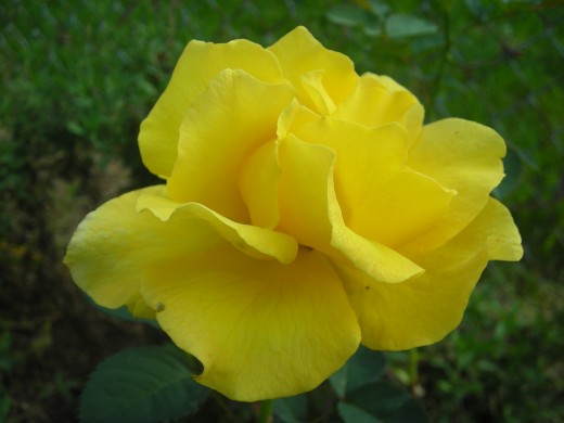 Hybrid Tea Rose: Midas Touch. Hybrid Tea Rose: Midas Touch.