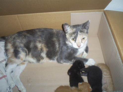 The stray cat with her kittens.