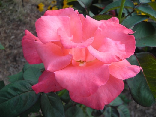 Touch Of Class Hybrid Tea: A few Days Blooming. Touch Of Class Hybrid Tea: A few Days Blooming.
