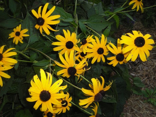 No Garden Around Here Is Complete Without The Black-Eye Susan. TONS of Blooms All The Time! No Garden Around Here Is Complete Without The Black-Eye Susan. TONS of Blooms All The Time!