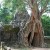Bodhi tree Bodhi tree