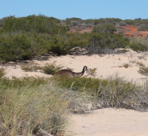 Emu, perhaps looking for some privacy on the beach