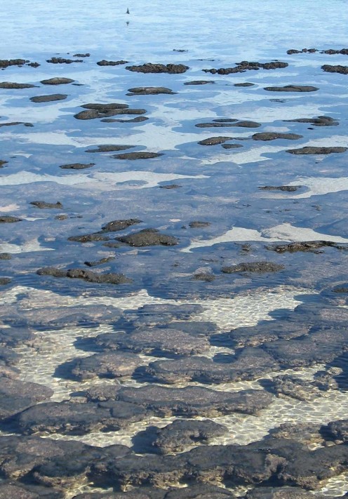 The stromatolites - bloody old mate