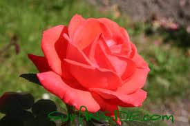 A Perfect Rose?