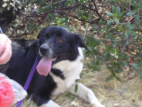 My  canine hiking buddy, Gurr, resting beside the Lake Clementine loop trail, near Auburn, California
