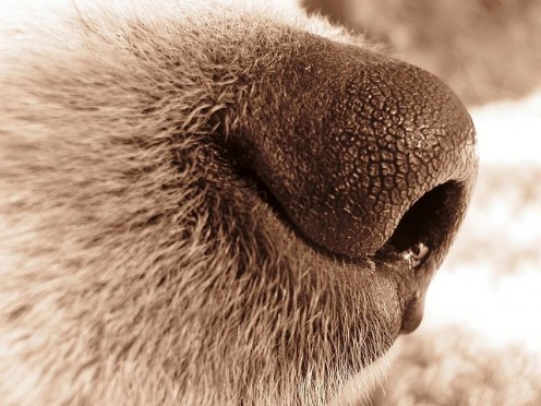 Dogs get different symptoms of hay fever than humans do.
