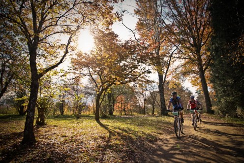 All the Leaves are Brown All the Leaves are Brown