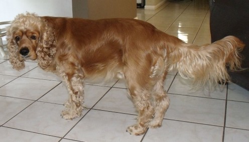 Kobi after his bath (Apr. 2011)