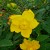 Rich Yellow St. John's Wort Flowers Rich Yellow St. John's Wort Flowers