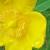 Crisp And Clean St. John's Wort Flowers Crisp And Clean St. John's Wort Flowers