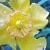 Bold St. John's Wort Is A Garden Delight Bold St. John's Wort Is A Garden Delight