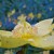 Droplets Hydrate St. John's Wort Droplets Hydrate St. John's Wort