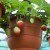 Potted strawberry plants.