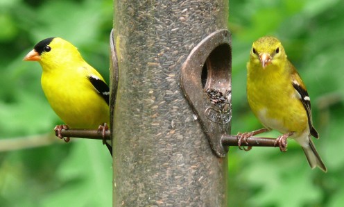 The male American Goldfinch (left) and the female (right) at their brightest.