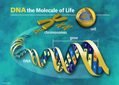 Chromosomes, genes and DNA