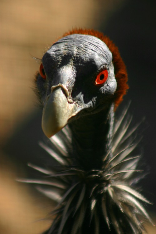 Vulturine guinea