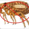 How to Get Rid of Fleas in Your Home for Good!