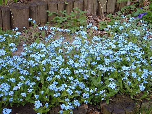 Forget-Me-Nots - photo by timorous