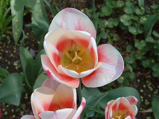 White-red Tulip - photo by timorous