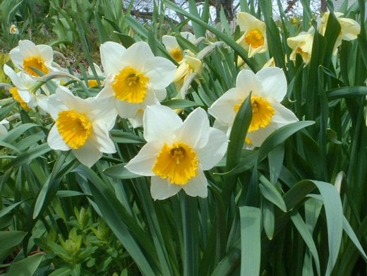 Daffodils - photo by timorous