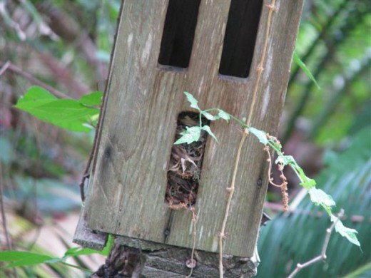 Prothonotary nest in old butterfly shelter