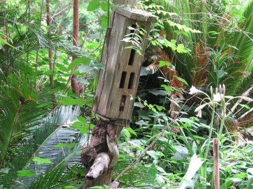 The butterfly shelter where the Prothonotaries nested.