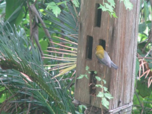 Female Prothonotary Feeding Young.